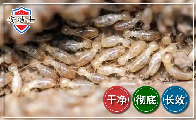 虹口区白蚁防治