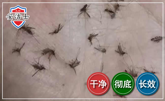 虹口区蚊子防治-灭蚊