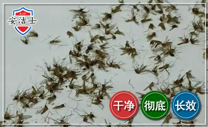 虹口区苍蝇防治-灭蝇