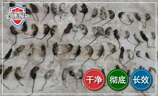 虹口区鼠害防治-灭鼠