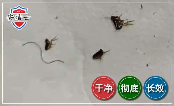 虹口区跳蚤防治-灭跳蚤