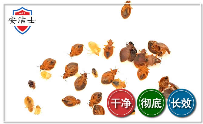 虹口区臭虫防治-消灭臭虫